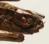 CollectionObject 1535953; 0c1cf85f-2457-4606-bc4b-fe4a02b03fb4: male subgenital plate (syntype). (CollectionObject).