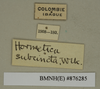 CollectionObject 1572944; 2afeaff8-2756-4a9d-8627-f3b14051977b: Copyright Natural History Museum, London. Labels from non-type (adult male) in BM(NH). (CollectionObject).