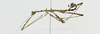 CollectionObject 1573639; f6acee52-2033-4c30-8eb3-14d73784110c: male, lateral view (paratype). (CollectionObject).