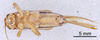 CollectionObject 1962389; f983acd4-295c-4e5a-9e62-2299a45cf8db: Female, ventral view (paratype). (CollectionObject).