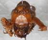 CollectionObject 1532348; f1722499-f6ba-46c1-b2df-ff6ee62fb080: male, frontal view (holotype). (CollectionObject).