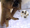 CollectionObject 1517362; f40b1305-ba3f-4e00-984b-641e20b86941: male cerci (syntype or lectotype). (CollectionObject).