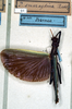 CollectionObject 1560638; NMW 92, 62823667-d3d6-4adb-b94c-cb1e85b25f68: copyright NMW. male (holotype). (CollectionObject).
