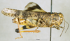 female, lateral view (paralectotype). Depicts CollectionObject 1537661; 49e84e03-07fc-488c-9b26-912185b049c8, a CollectionObject.