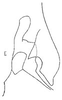 Stylus: !! display not done !! on Cumora (Cumora) eurytus (Linnavuori, 1959): Stylus. (Observation).