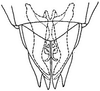 Subgenital plate: !! display not done !! on Chlorotettix nudatus Ball, 1900: genital capsule, ventrally. (Observation).