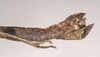 CollectionObject 1559486; NHMUK(SF IMPORT DUPLICATE) 844640, 6c7e4486-9f0b-409b-92cd-0e12394dfd54: copyright Natural History Museum, London. female: end of abdomen, lateral view (holotype). (CollectionObject).