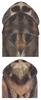 Head on Arboridia (Arboridia) lunula Song & Li, 2013: Head. (Observation).