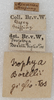 CollectionObject 1532994; 91a0cef4-5720-4571-b757-16198f8cb288: labels. (CollectionObject).