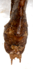 CollectionObject 1573500; NMW 12388, c21ea22f-c26a-45d7-9dd1-2b594a17d87b: male abdomen tip, dorsal view. (CollectionObject).