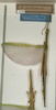 CollectionObject 1559974; NMW 1030, 125b9c93-d5c5-4603-938a-1c1bf2bfaa16: copyright NMW, Vienna. female (lectotype / paralectotype). (CollectionObject).
