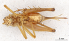 CollectionObject 2804147; FCE- GY 81, occurrenceID:- GY 81, b074a7b2-1a73-436c-a1ef-262336d5d324: C. L. Cueva Del Cerro Largo, Marzo/1996, A. Bentos A. Olmos. Female, ventral habitus. Facultad de Ciencias - UDELAR (FCE - GY 081). (CollectionObject).