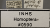 Other on Athysanella (Gladionura) adunca Ball & Beamer, 1940: Labels - Dorsal. Labels for the dorsal view. (Observation).