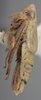Habitus, lateral view on Athysanella (Gladionura) contracta Ball & Beamer, 1940: Lateral. (Observation).