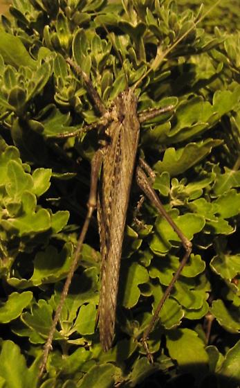 female (Payson, Coconino County, Arizona, 15 July 2012). Depicts Capnobotes fuliginosus (Thomas, 1872), an Otu.