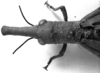 CollectionObject 1518647; 7d7b6bb2-6f52-4b1b-b281-e5a6304efe06, NHMUK015982236: female head and pronotum, dorsal view (holotype). (CollectionObject).