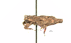 CollectionObject 1567179; 1a2b101a-369f-45a7-98cc-edadd20e9a7d: female, lateral view (holotype). (CollectionObject).