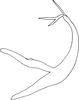 Aedeagus, lateral view on Edwardsiana iranicola Zakhvatkin, 1947: Aedeagus, lateral view (Israel). (Observation).