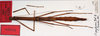 CollectionObject 1557682; 7bf6c299-d657-45d2-b5c0-9f5b17aef872: copyright MNCN, Madrid. female (syntype). (CollectionObject).;CollectionObject 1557683; f6d433bf-4f51-4fc5-9cf6-311c6d0c275b: copyright MNCN, Madrid. female (syntype). (CollectionObject).