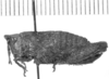 CollectionObject 1525614; 98c37e29-4a2b-48c4-b05d-3dca91130f83: female, lateral view (holotype). (CollectionObject).