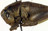 CollectionObject 1500534; beb283a7-5dc7-4bd1-9796-21eed334d8ce: female pronotum, lateral view (holotype). (CollectionObject).