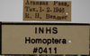 Other on Athysanella (Athysanella) supina Ball & Beamer, 1940: Labels - Male. (Observation).