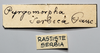 CollectionObject 1580365; dda8571f-2f7b-42c4-8d25-851c5bbc4836: labels (syntype). (CollectionObject).
