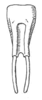 Meroncidius basalis (Beier, 1960) now Meroncidius obscurus Serville, 1831: Fig. 60. male subgenital plate (7 mm, styli 5 mm). (Otu).