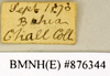 CollectionObject 1573039; 361bfb59-28a8-40fa-8ade-13ae184e79bb: Copyright Natural History Museum, London. Labels from non-type (female nymph) in BM(NH). (CollectionObject).