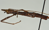 CollectionObject 1561268; 5a0ce6ed-04f1-4f16-ba85-2c9b1b7fe1df: copyright USNM, Washington. (CollectionObject).