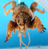 CollectionObject 1594829; 80ca6edf-c2b2-48a6-a501-e8e281d43113: frontal view (syntype of Gryllotalpa borealis). (CollectionObject).