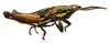 Vittisphena somalica Kevan, 1956: male, lateral view (Erigovo). (Otu).