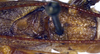 CollectionObject 1531881; 3e56671c-6d2c-4df3-99f1-504d91e8c122: male pronotum and stridulatory apparatus (holotype). (CollectionObject).