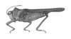 Andriana pyramidata Rehn, 1930: Plate 21, Fig. 1 (after type). female habitus (body length 10.8 mm, pronotum 13 mm, hind femur 5.88 mm). (Otu).