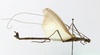 CollectionObject 1560809; 63ba205f-3633-48d6-bd92-d8cdaf227913: copyright ESALQ. male, lateral view (holotype). (CollectionObject).
