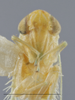 Head: Head/Face. Labels for the specimen used for the dorsal, lateral and face images. (Observation).