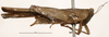 CollectionObject 1506790; 03a8b3fe-7536-4395-9c39-a40ae456a490: female, lateral view (holotype). (CollectionObject).