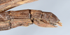 CollectionObject 1563151; c107f7a0-a493-4e04-aa36-19985f6d5735: copyright ANSP. female: end of abdomen, lateral view (paratype). (CollectionObject).;CollectionObject 1563152; 0e41580a-7dc6-4e93-b58f-700cad7f1f0f: copyright ANSP. female: end of abdomen, lateral view (paratype). (CollectionObject).