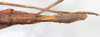 CollectionObject 1556949; NMW 75, afd5275d-2eac-4af4-8981-35733d0678a6: copyright NMW. female: end of abdomen, ventral view (holotype). (CollectionObject).