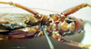 CollectionObject 1506870; MCSN 3224693, f4f5808b-6821-4cf1-875c-3850e4b3178b: male, ventral view (lectotype of Macroxiphus pictipes). (CollectionObject).
