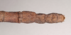 CollectionObject 1559458; NHMUK(SF IMPORT DUPLICATE) 844621, 9b490768-d036-4de7-b05c-5ef3bf418c8c: copyright Natural History Museum, London. female: end of abdomen, dorsal view of Hermogenes hosei (holotype). (CollectionObject).
