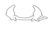 Costalimacris neotropica Carbonell & Campos Seabra, 1988: Fig. 11. epiphallus, frontal view. (Otu).