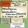 CollectionObject 1501425; 5a785bdb-7899-4774-b170-8578c6c0515a, DORSA BA000394S01: labels (holotype of Dociostaurus iranicus). (CollectionObject).