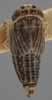 Habitus, dorsal view on Athysanella (Amphipyga) turgida Ball & Beamer, 1940: Dorsal - Male. (Observation).