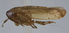 Habitus, lateral view: (Observation).