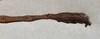 CollectionObject 1561486; 84de75f7-3ddd-4fad-bc3b-5110126516be: copyright USNM, Washington. (CollectionObject).;CollectionObject 1561487; 8a7175af-94a1-4785-9985-6015bda31578: copyright USNM, Washington. (CollectionObject).