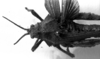 CollectionObject 1530105; 6eda9033-9ab0-4a8b-838f-4f6e9aa43a59: Image Carbonell, C.S. female head and pronotum, dorsal view (holotype of Spathalium stali). (CollectionObject).