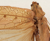 CollectionObject 1564314; da493302-2845-4b22-9f4b-946a202fc94c: female pronotum, dorsal view (syntype). (CollectionObject).