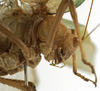 CollectionObject 1529781; 66931fa1-2cb6-499b-820f-e8f28854dfad: male pronotum lateral (holotype). (CollectionObject).