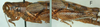 Melanoplus artemisiae Scudder, 1897: (Otu).